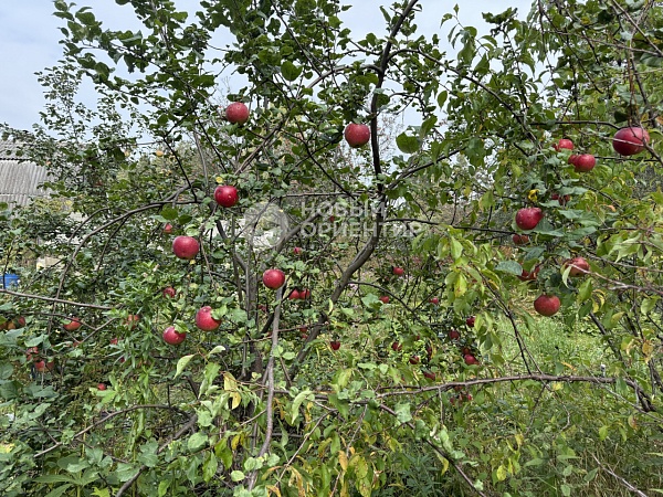 Объявление 221-11712