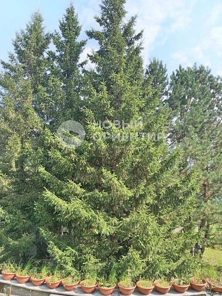 Объявление 221-10819