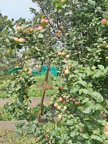 Объявление 221-10819