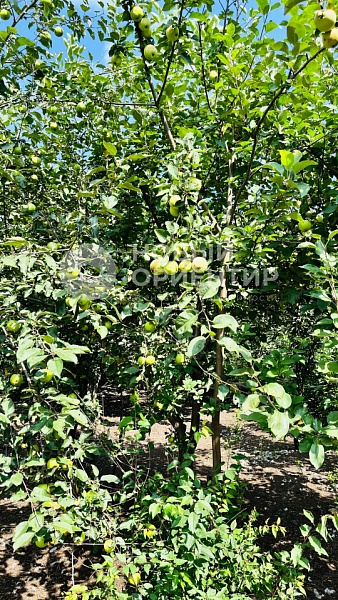 Объявление 221-11598