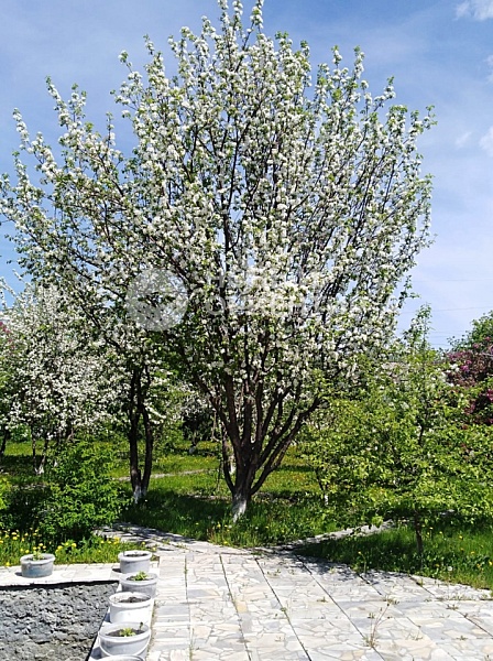 Объявление 221-11142