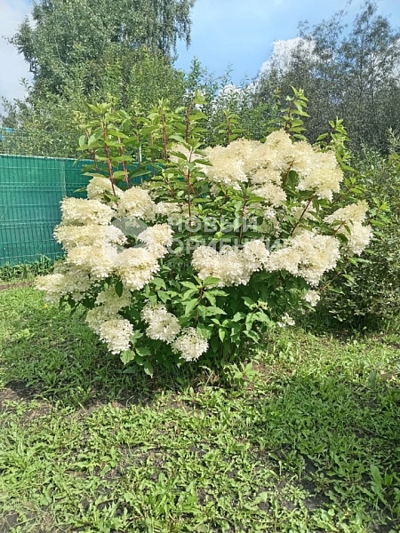 Объявление 221-10819