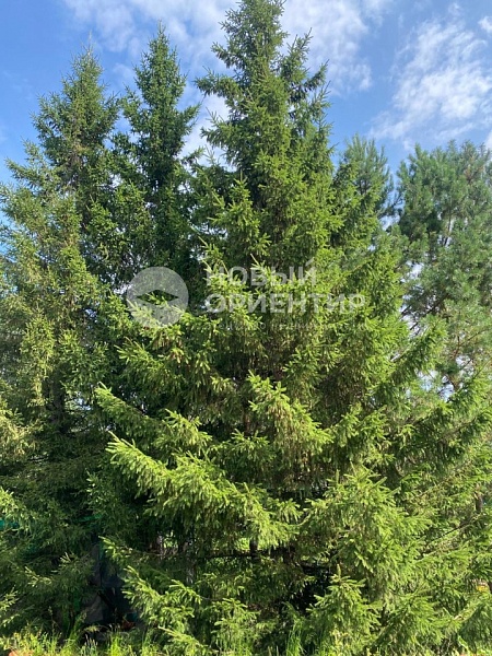 Объявление 221-10819