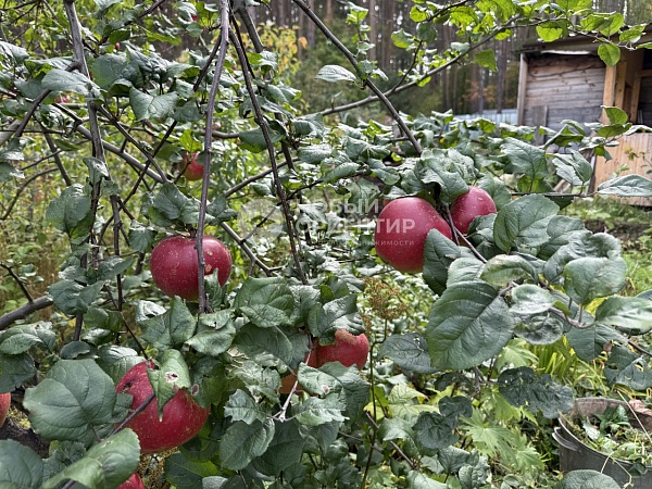 Объявление 221-11712