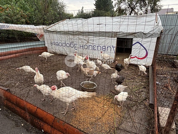 Объявление 221-11598