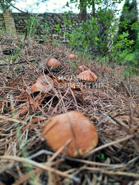 Объявление 221-10665