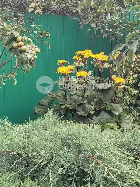 Объявление 221-12318