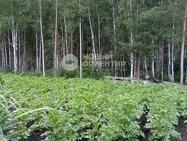 Объявление 221-12328