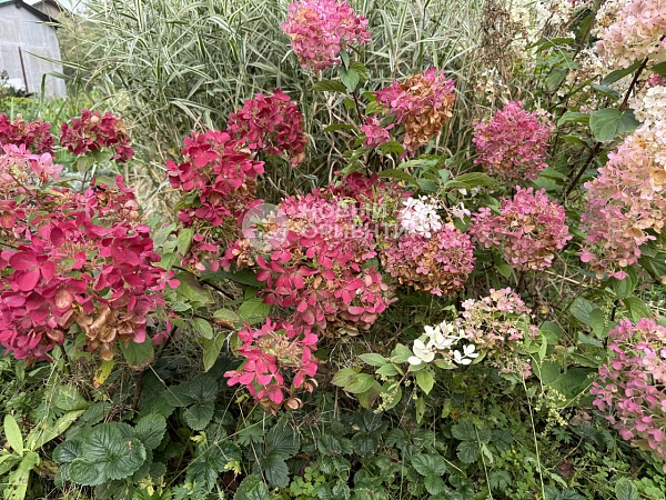 Объявление 221-11712