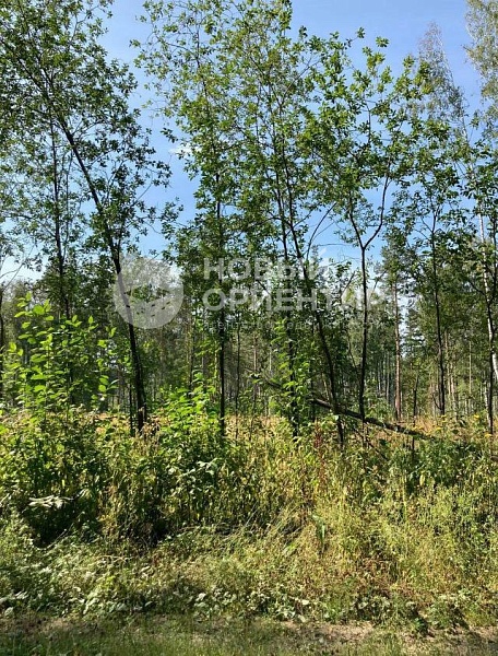 Объявление 221-10746