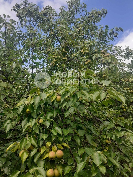 Объявление 221-11853