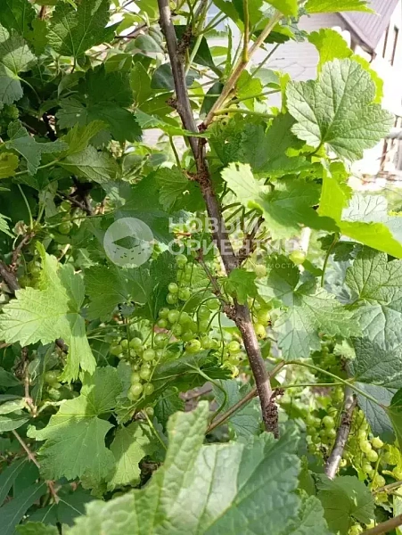 Объявление 221-12328