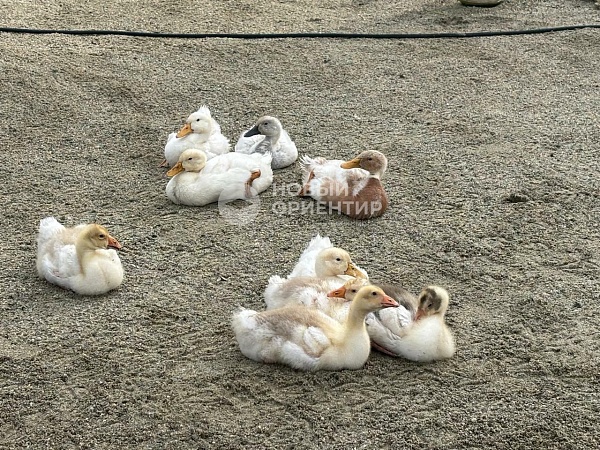 Объявление 221-11598