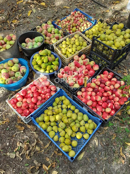 Объявление 221-11853