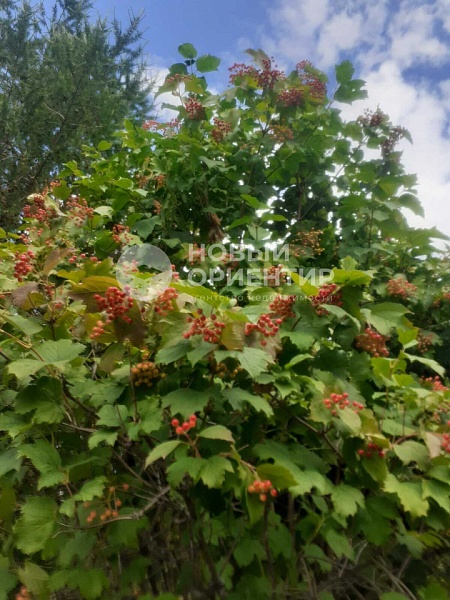 Объявление 221-11853