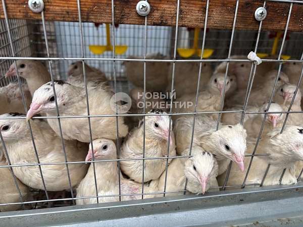 Объявление 221-11598