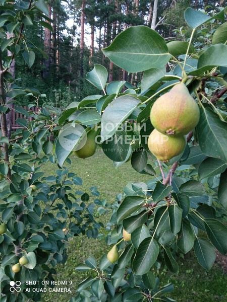 Объявление 221-11299