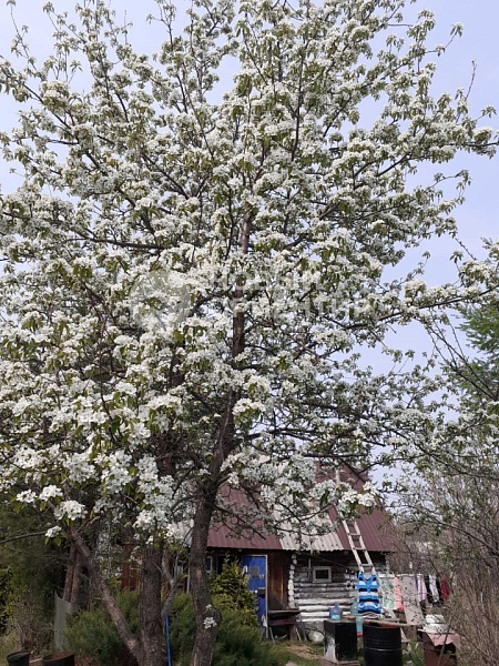 Объявление 221-11853