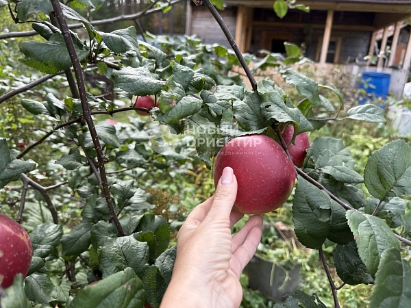 Объявление 221-11712