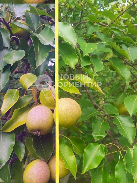 Объявление 221-11853