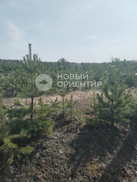 Объявление 221-11694