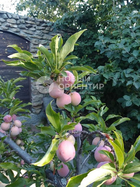 Объявление 221-10665