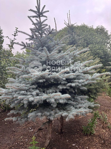 Объявление 221-11598