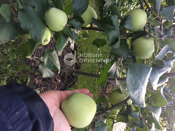 Объявление 221-11299