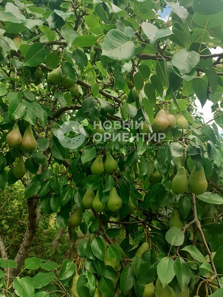 Объявление 221-11853