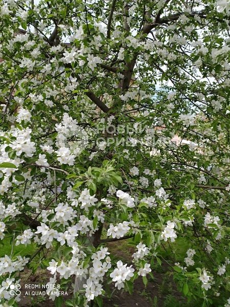 Объявление 221-10666