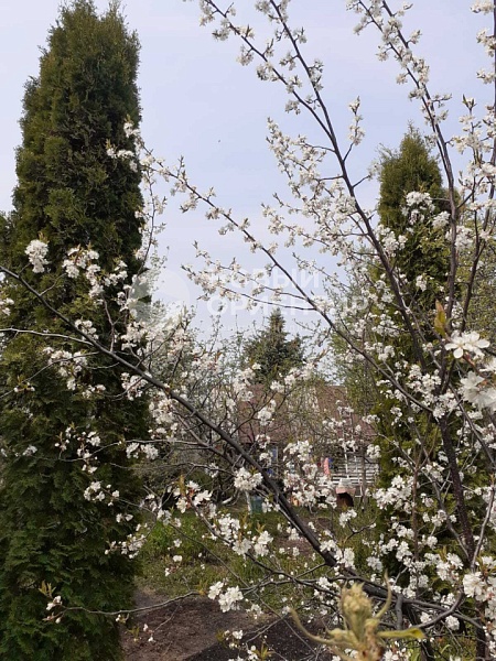 Объявление 221-11853