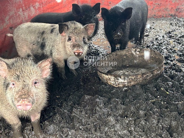 Объявление 221-11598