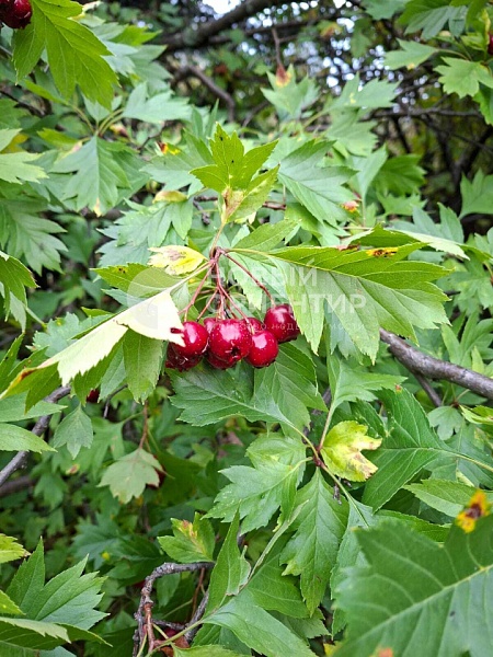 Объявление 221-11853