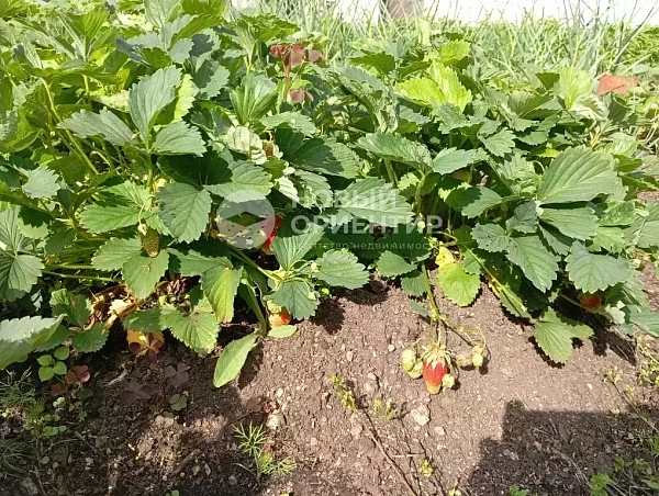 Объявление 221-12328